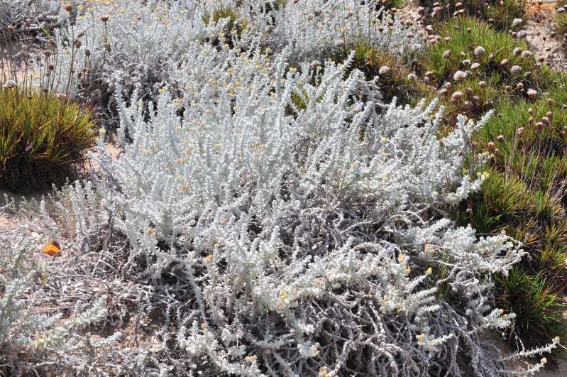 Achillea maritima / Santolina delle spiagge